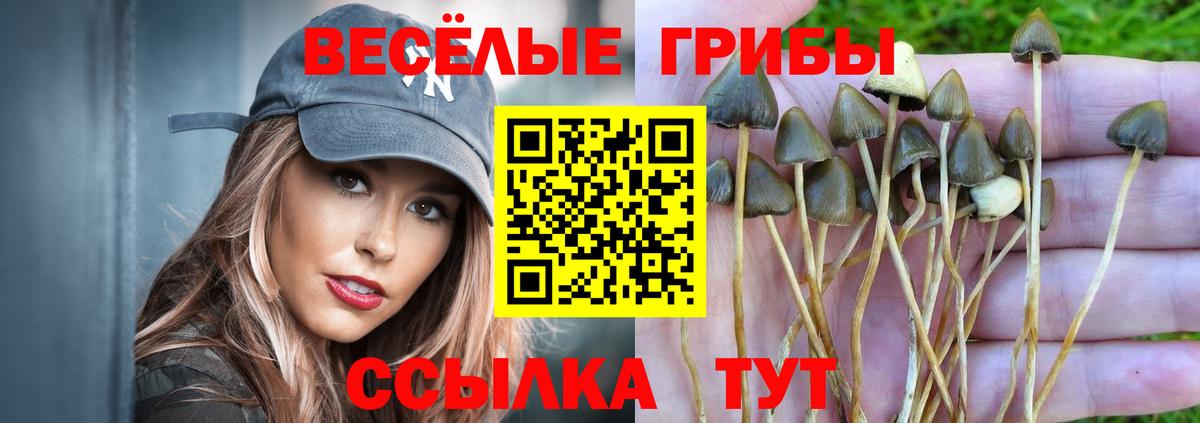 Псилоцибиновые грибы мицелий Энгельс